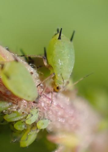 Aphis pomi